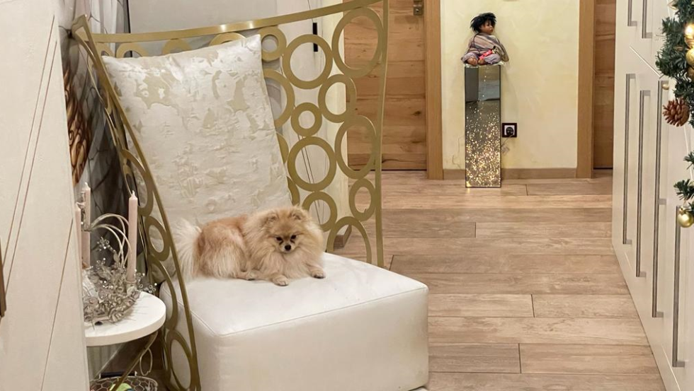 icona_armchair_erba_idea_pop_design_interior_progects_elegant_iconic_presence_style_brand_icon_06